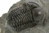 Detailed Proetid (Gerastos) Trilobite Fossil - Morocco #325833-2